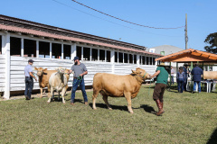 Veterinários que atuam na erradicação da brucelose devem se recadastrar neste mês na Adapar