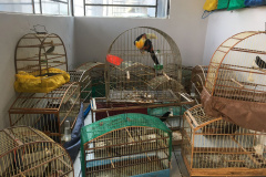  Fiscais do escritório regional do IAT de Curitiba resgataram 20 aves silvestres vítimas de maus-tratos em Rio Branco do Sul.