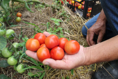 TECPAR PRODUTOS ORGÂNICOS NÃO CERTIFICADOS