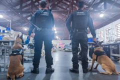 Cães policiais garantem precisão em operações da Polícia Penal do Paraná