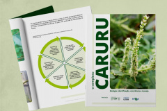 Nova cartilha ajuda agricultores a identificar e controlar caruru nas lavouras