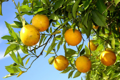 CÍTRICOS