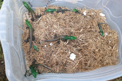 Cuidado no inverno: lagarto teiú (Salvator merianae), réptil presente em todos os biomas do Paraná