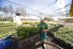 IAT anunciou plano de modernização sustentável de viveiros e laboratórios de mudas nativas durante capacitação promovida pela Gerência de Restauração Ambiental (GERA) do órgão