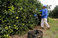 Dia de Campo da Expotécnica levará conhecimento prático aos produtores rurais