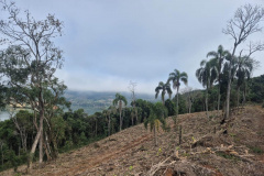 2ª Operação de Combate ao Desmatamento Ilegal da Mata Atlântica no Paraná de 2025 terminou com a lavratura de 164 Autos de Infração Ambiental (AIA)