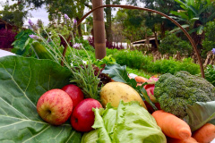 Paraná passa a 352 municípios com adesão ao Sistema de Segurança Alimentar