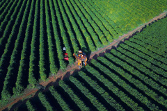 BOLETIM AGRO