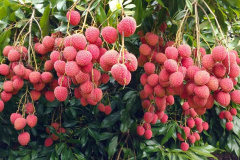 IDR - Encontro discute a fruticultura no Paraná