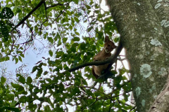 Instituto Água e Terra divulgou nesta segunda-feira (04) um protocolo de segurança para que as pessoas saibam como agir ao encontrar animais silvestres, especialmente grandes felinos