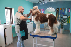 serviços Petshop