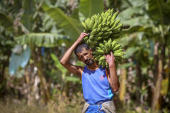 BANANA