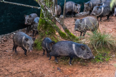 Parceria entre IAT e Criadouro Onça-Pintada já repovoou o Parque das Lauráceas, na Região Metropolitana de Curitiba, com 566 animais, entre queixadas, catetos e quatis