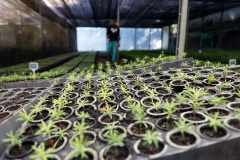 Estado vai distribuir 21.165 mudas nativas em ações ambientais para celebrar o Dia da Árvore