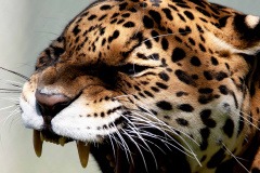 Fauna Silvestre