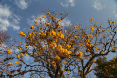 SIMEPAR PRIMAVERA