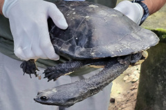 Cágado-pescoço-de-cobra foi devolvido ao seu habitat natural nesta terça-feira (23) por técnicos do Instituto Água e Terra (IAT).