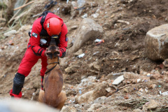 Cães de salvamento do Corpo de Bombeiros ampliam eficiência da corporação em operações de busca e resgate