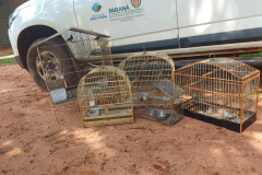 Técnicos do Instituto Água e Terra (IAT) resgataram seis aves silvestres que eram mantidas em cativeiro irregular em Umuarama