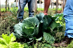 Ciência a serviço do campo: Paraná investe R$ 14,7 milhões em nova fase do programa de orgânicos