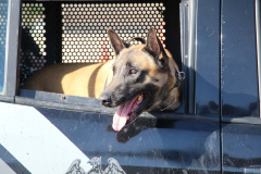 Inscrições para a 1ª Cãocorrida da Companhia com Cães da PMPR encerram nesta segunda (20)