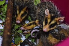 IAT reforço o pedido para convivência pacífica com animais como o urubu-preto, carcará e o gambá, que ficam naturalmente mais vulneráveis nesta época do ano por se proliferarem rapidamente