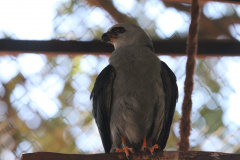 IAT - Soltura gavião