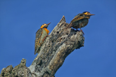 Programa de Conversão de Multas permite que cidadãos que receberem penalidades em razão de crimes ambientais possam destinar o valor para um dos 20 projetos sustentáveis executados pelo IAT