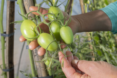 Produtor orgânico certificado pelo Tecpar tem juros reduzidos no Plano Safra