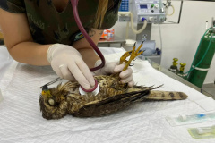 Unicentro lidera atendimento a animais silvestres vítimas do tornado no  Paraná