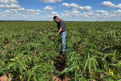 Adapar promove visitas em plantações e seminário sobre a vassoura-de-bruxa da mandioca durante Fiman 2025, em Paranavaí