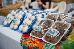 PRODUÇÃO COGUMELOS