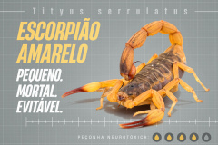 Sesa lança campanha para reforçar cuidados com picadas de escorpiões