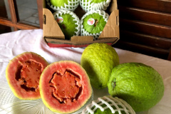 Com apoio do Estado, Carlópolis faz primeira exportação direta de goiaba e triplica valor pago ao produtor