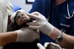 Instituto Água e Terra formalizou convênio com a Prefeitura de Curitiba que estabelece ações institucionais conjuntas para o atendimento à fauna silvestre vitimada na Região Metropolitana de Curitiba