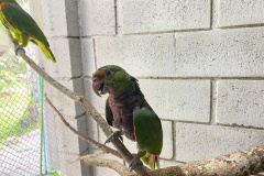 Pronto Atendimento a Animais Silvestres (PAAS) do Parque Estadual do Palmito, em Paranaguá, é referência no atendimento à fauna silvestre