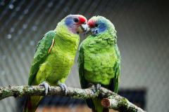 Instituto Água e Terra elaborou um informativo para orientar quem deseja comprar espécies da fauna silvestre de forma legal no Paraná.