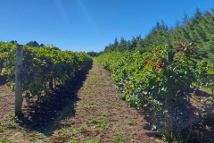 Programa de apoio à viticultura completa seis anos e beneficia mais de 400 produtores familiares