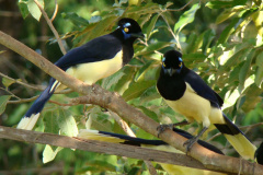 Parque Estadual de Vila Velha vai receber, pela primeira vez em sua história, uma atividade dedicada exclusivamente à observação de pássaros.