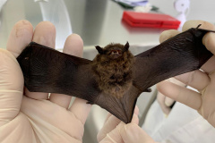 SESA - Calor intensifica a presença de morcegos e Sesa alerta para cuidados com a raiva