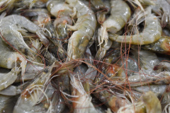  Período de defeso do camarão começa nesta quarta-feira (28) no Paraná e se estende até o dia 30 de abril.