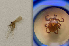 Carrapato e mosquito-palha: Sesa reforça cuidados contra doenças negligenciadas