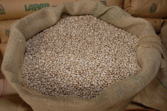 Deral aponta que feijão reage nos preços e orienta decisões no campo paranaense