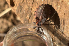 SESA - Saiba como se prevenir do bicho-barbeiro para evitar a doença de Chagas