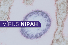 Sesa enfatiza que, neste momento, vírus Nipah não deve gerar preocupação para os paranaenses