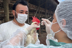 Adapar realiza ações do ciclo de vigilância ativa para Influenza Aviária e  Doença de Newcastle no Paraná