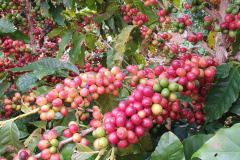 No Show RuraI, IDR-Paraná mostrará o universo do café paranaense em espaço interativo