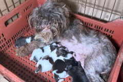 PCPR prende mulher em flagrante e resgata 80 animais em situação de maus-tratos em Curitiba 