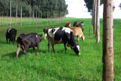 Crédito do BRDE à cadeia do leite do Paraná acelera 84% no último ano