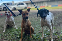 Conselho Estadual de Direitos Animais